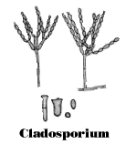Cladosporium