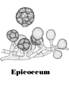 Epicoccum